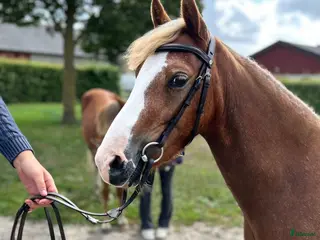 hästar 🌸 florence 🌸 - Annons 6