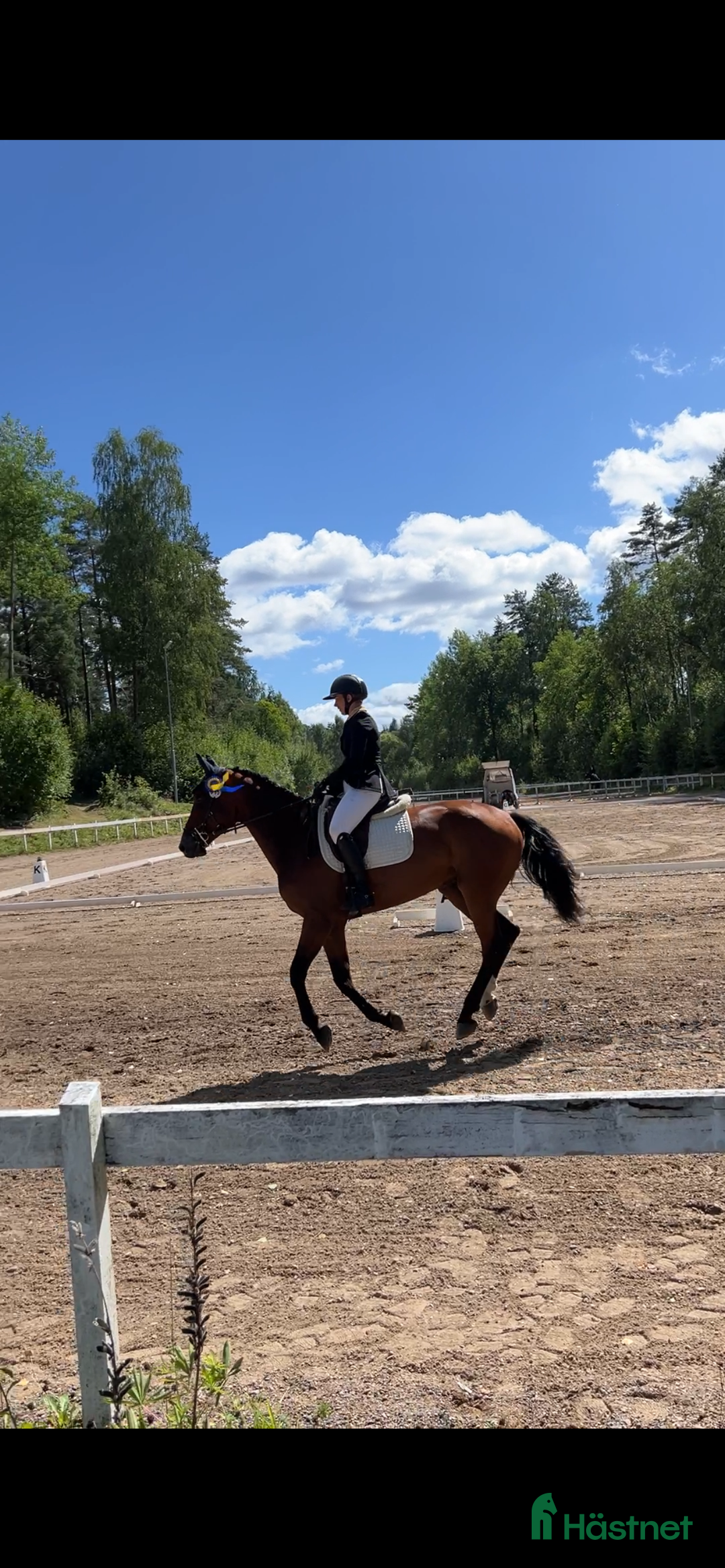 Allround hästar till salu: Snygg valack RESERVERAD  i Eksjö - Annons 3