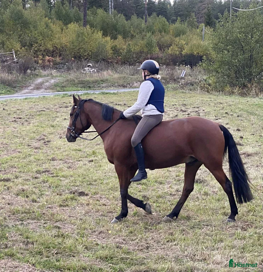 Allround hästar till salu: Allround varmblod  - Annons 5