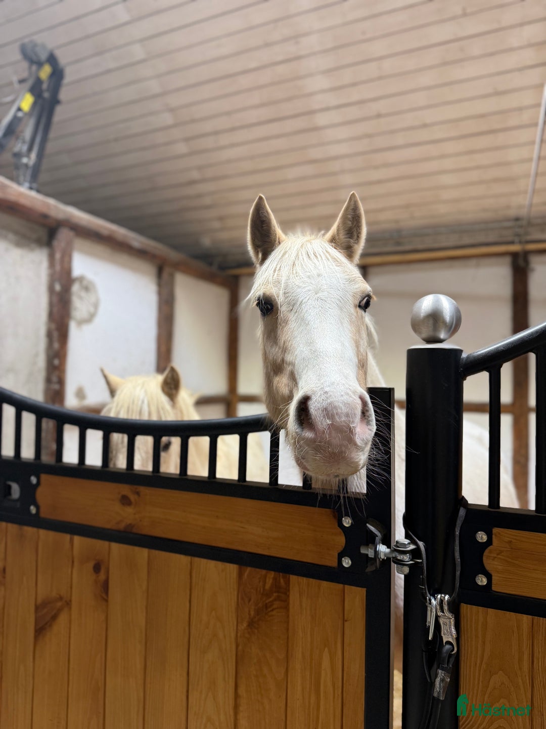  medryttarhäst finnes: Medryttarponny/medryttarhäst/jullovsponny i Vallåkra - Annons 2