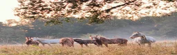  stallplats finnes: Stor lösdrift vid sjö, massa ridvägar.  - Annons 1