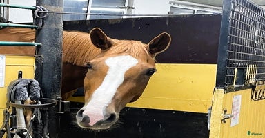  stallplats i Tungelsta - Annons 10