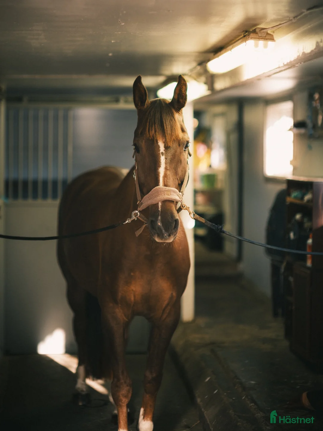 Working Equitation hästar till salu: Trevlig valack! - Annons 2
