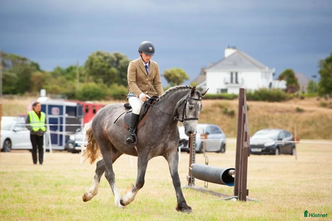 Allround hästar till salu: Beautiful Irish Cob - Annons 10