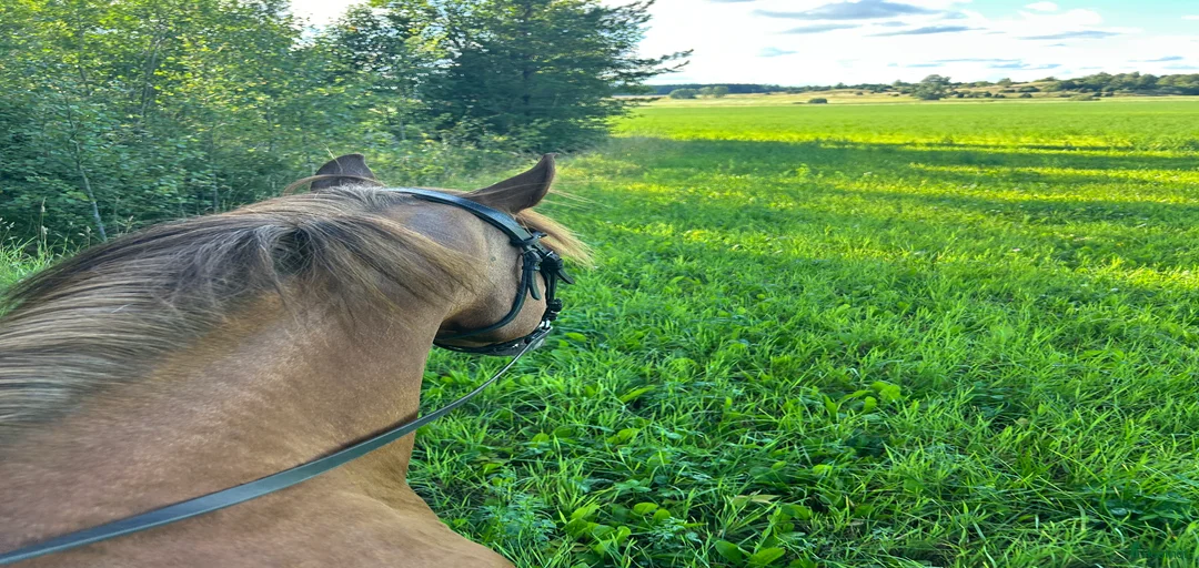 Galleribild {{count}}