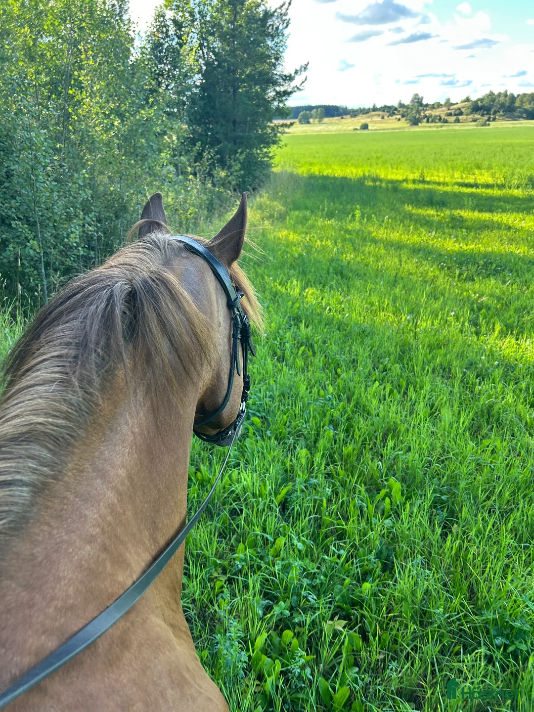 Galleribild {{count}}