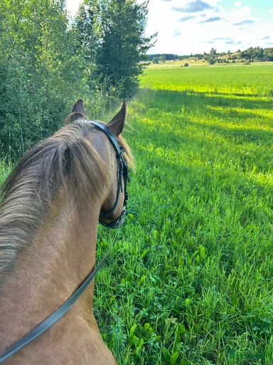 Galleribild {{count}}