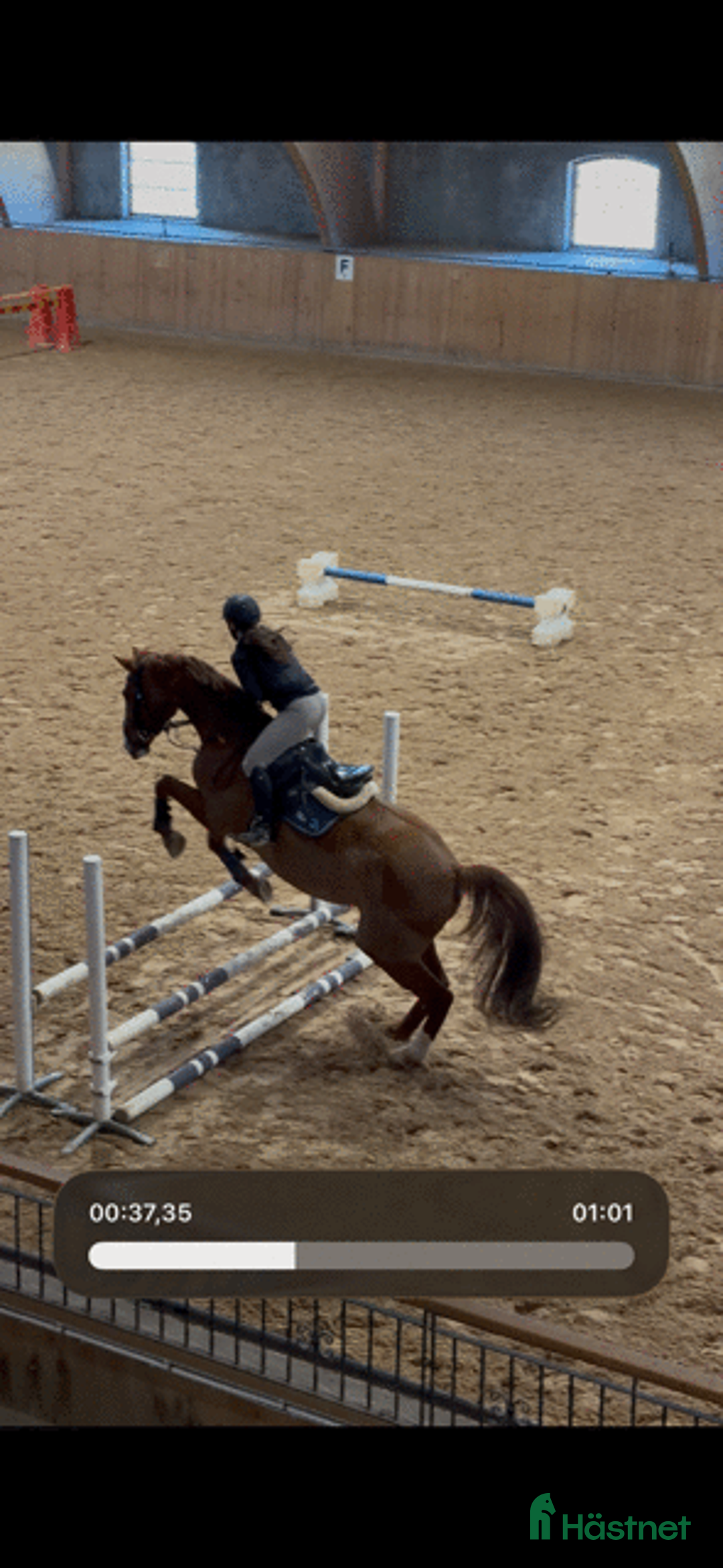 Allround hästar sökes: SÖKES Privatlektion, fodervärdshäst  - Annons 4