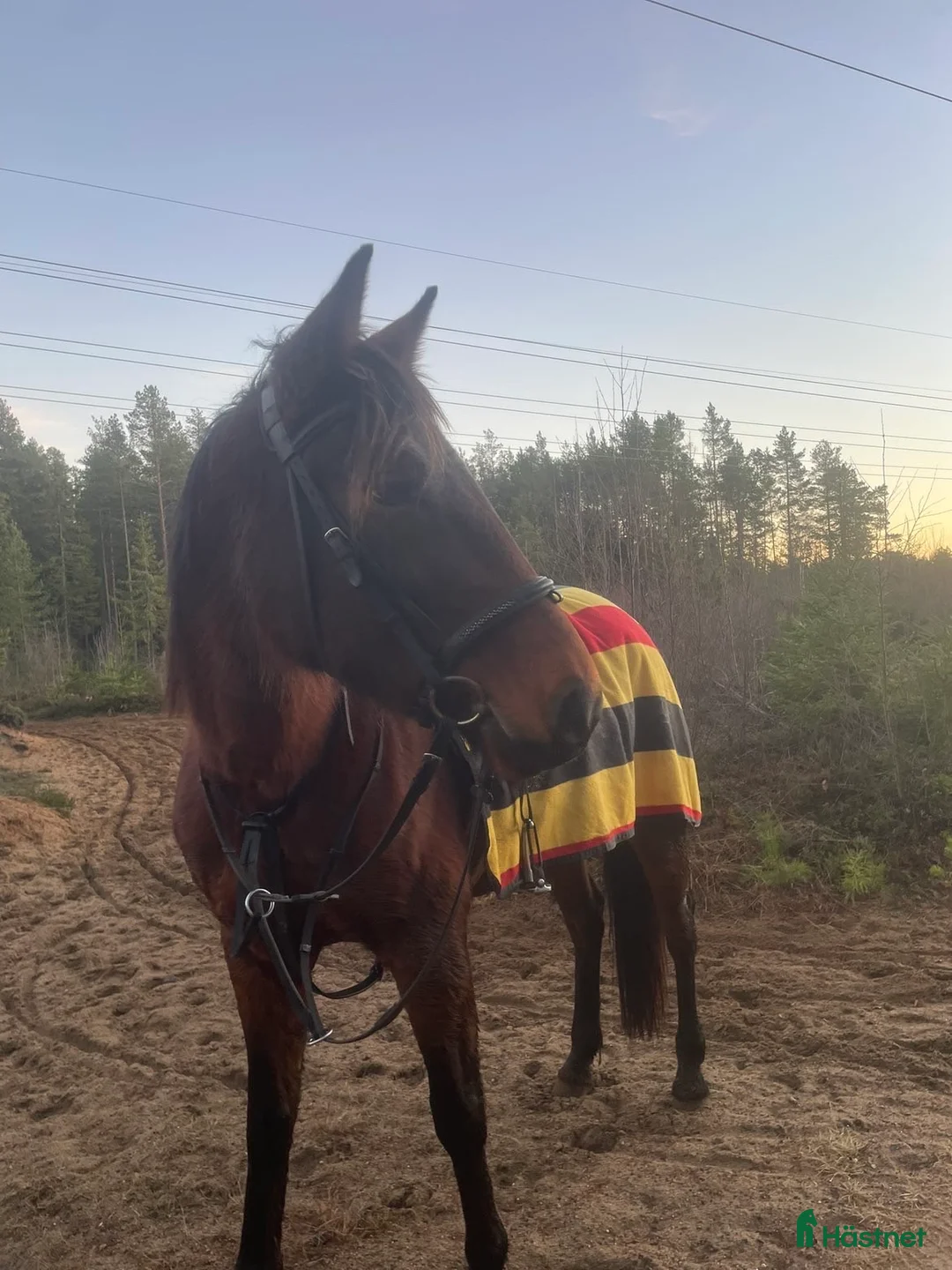 Allround hästar till salu: Vbl Sto 6år i Järbo - Annons 3