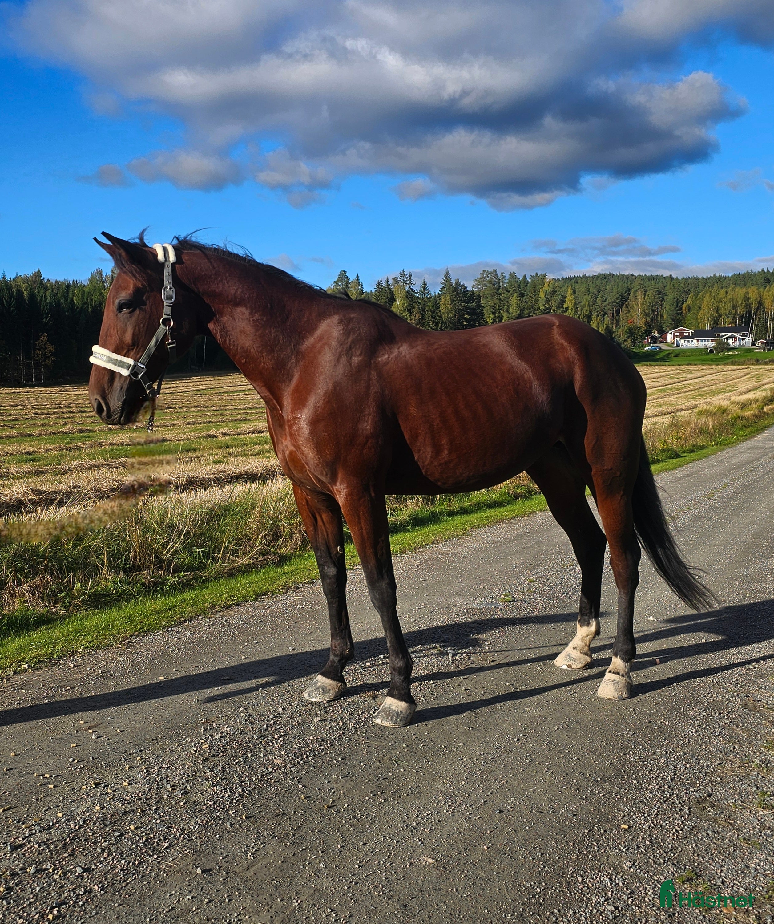 Allround hästar till salu: Socker söt och Lojal tjej. i Stora Skedvi - Annons 1