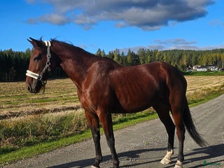 Allround hästar till salu: Socker söt och Lojal tjej. i Stora Skedvi - Annons 2