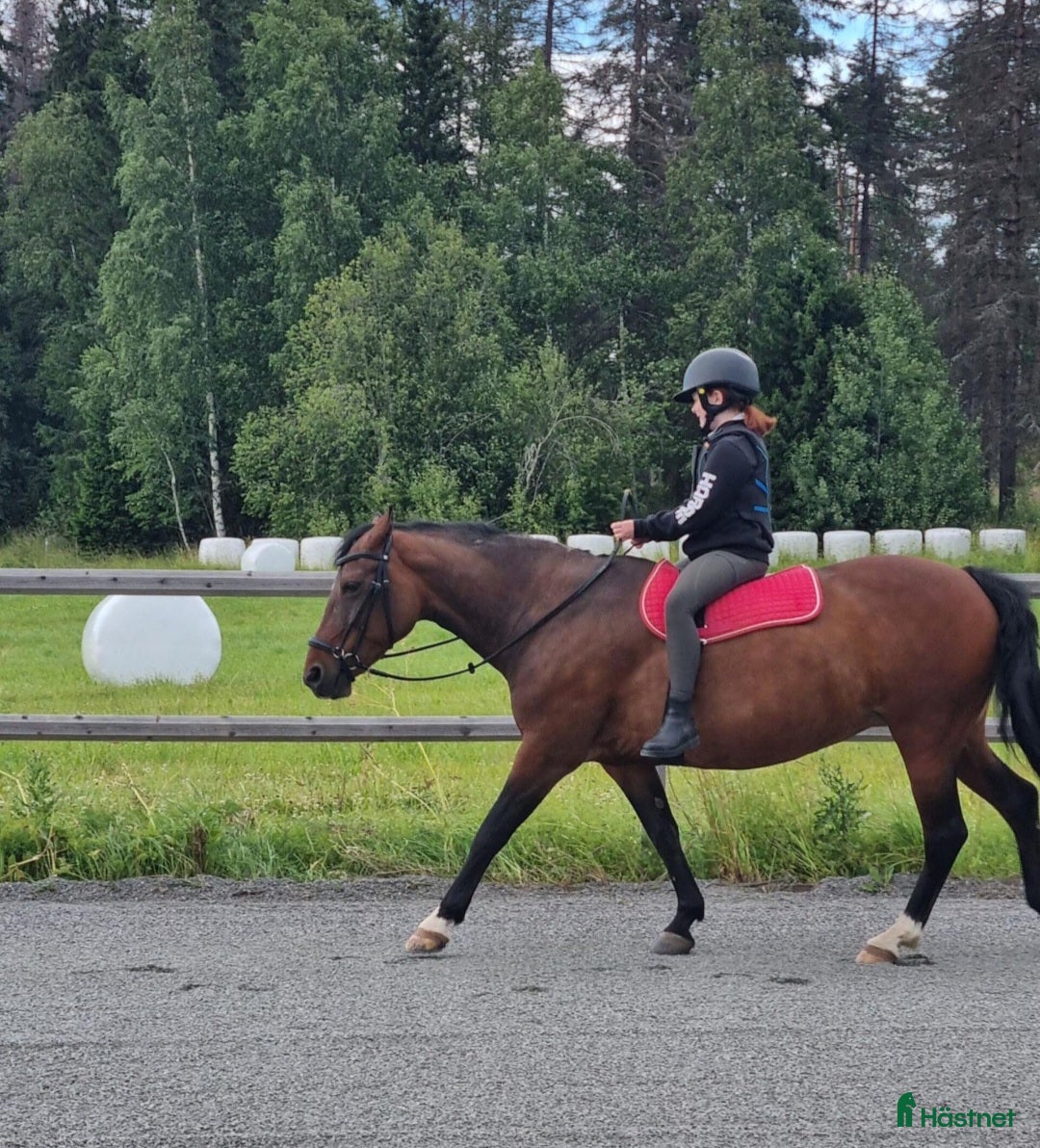 Sällskap hästar till salu: Tryggt sto söker sista hem i Skyttorp - Annons 2
