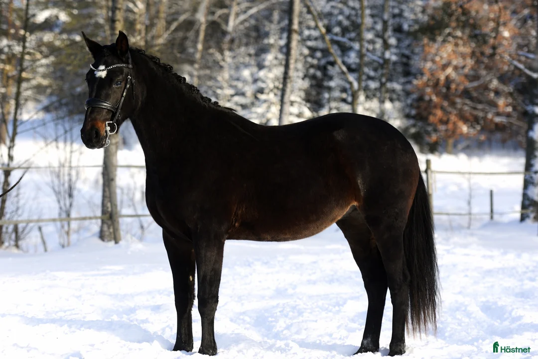 Dressyr hästar till salu:  3-åring med kvalitet och bra temperament! - Annons 3