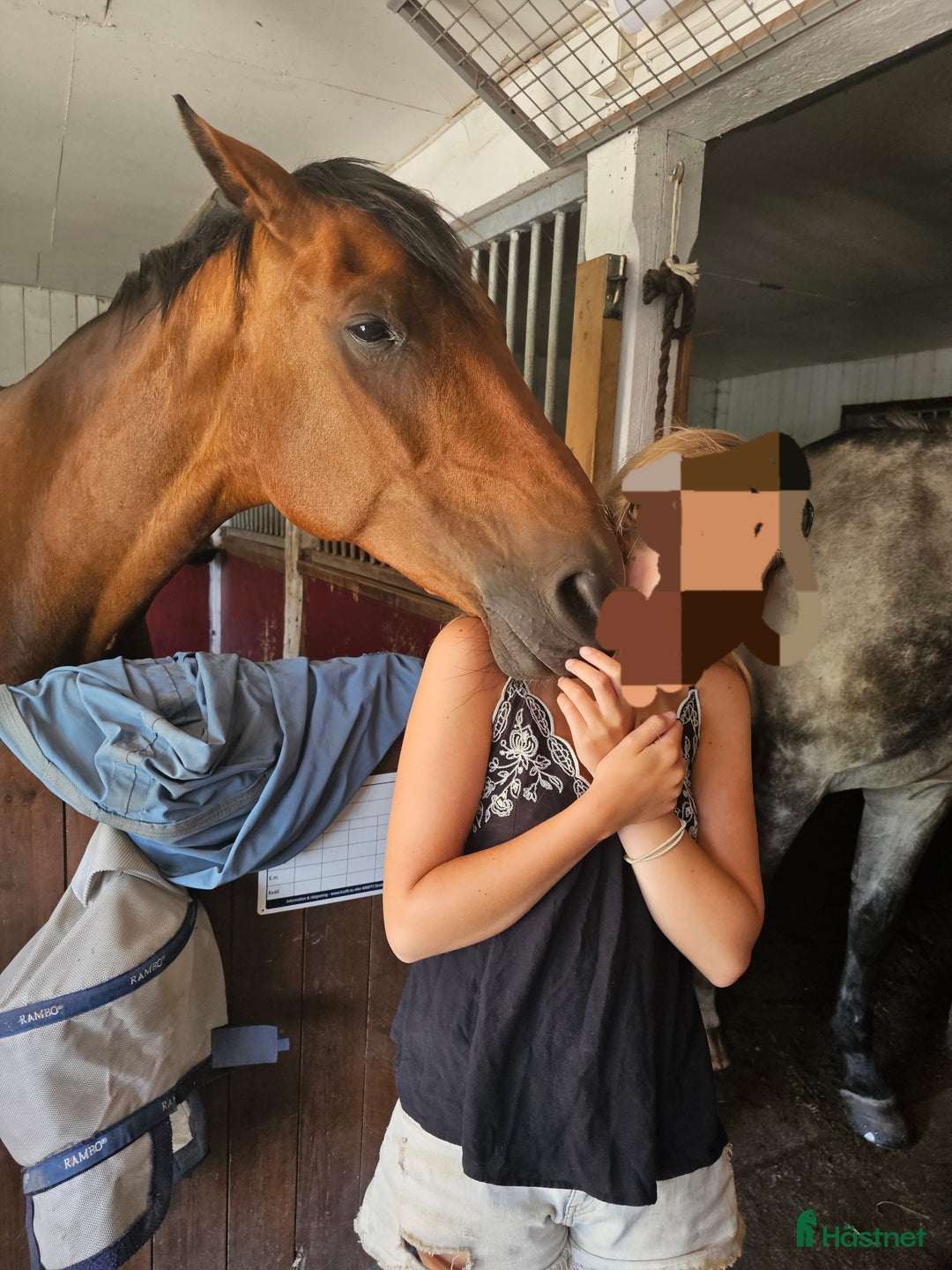  medryttarhäst finnes: Mogen ansvarsfull medryttare sökes i Västerhaninge - Annons 2