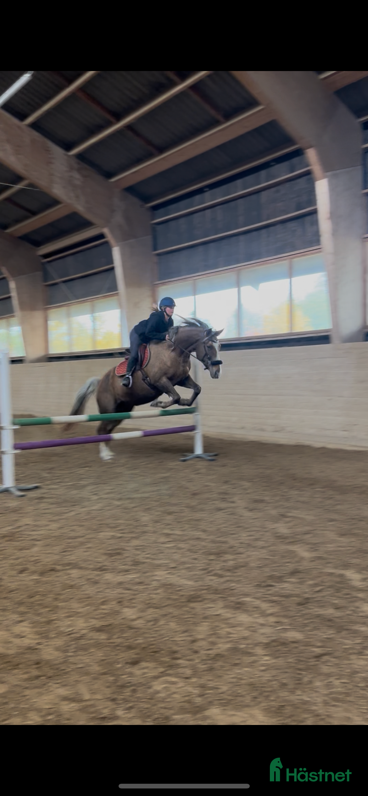  hästar Allroundhäst för rätt hem  - Annons 1