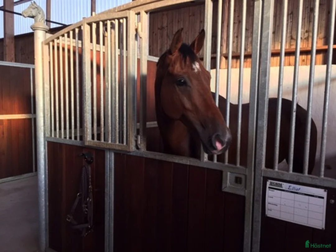  stallplats finnes: Stallplats i Eslöv i Eslöv - Annons 1