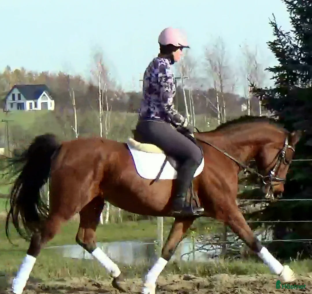 Allround hästar till salu: Top mover for some ambitious rider   - Annons 3