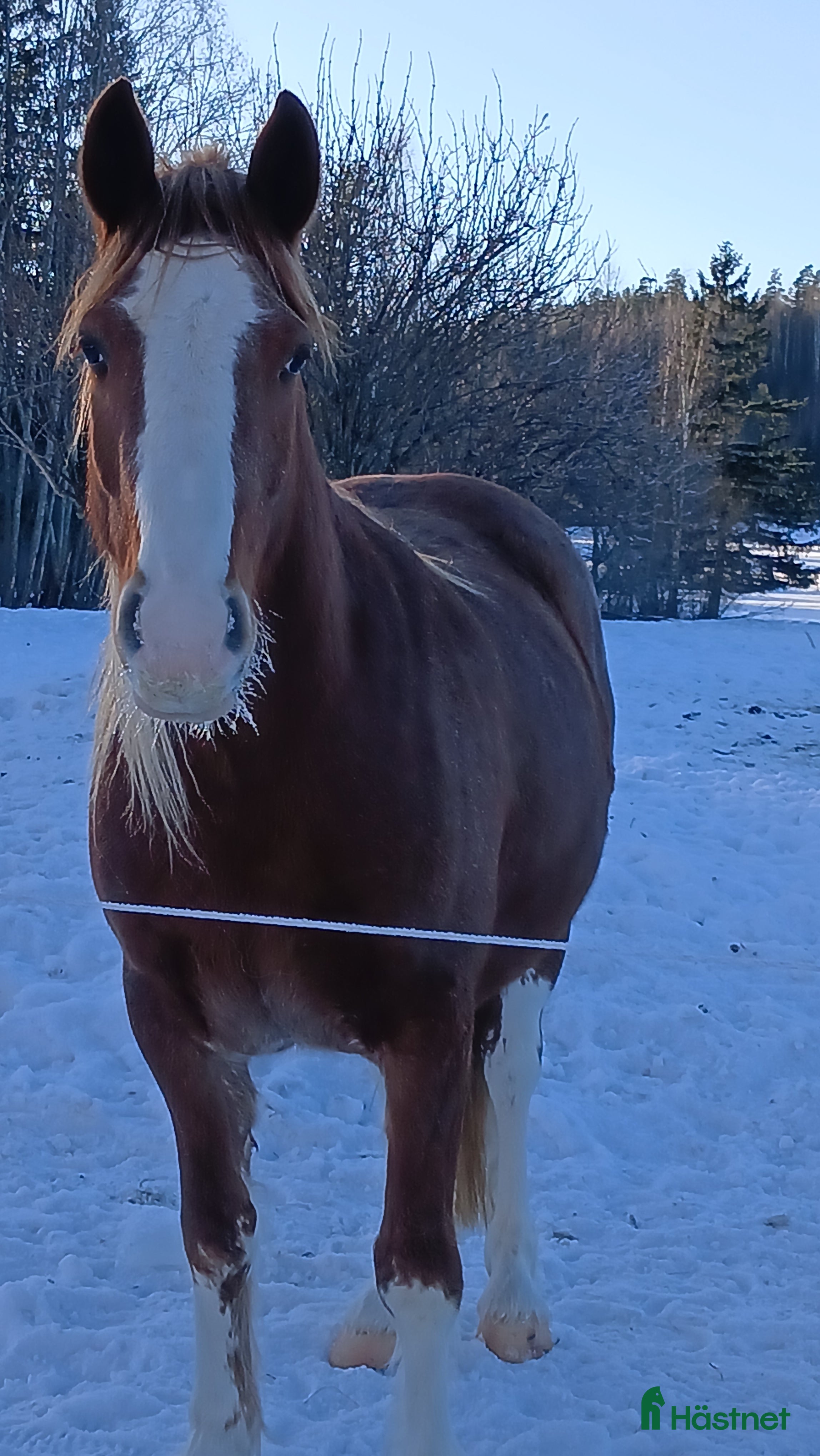 hästar Häftig swb-tinkerkorsning - Annons 2