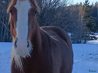 hästar Häftig swb-tinkerkorsning - Annons 3