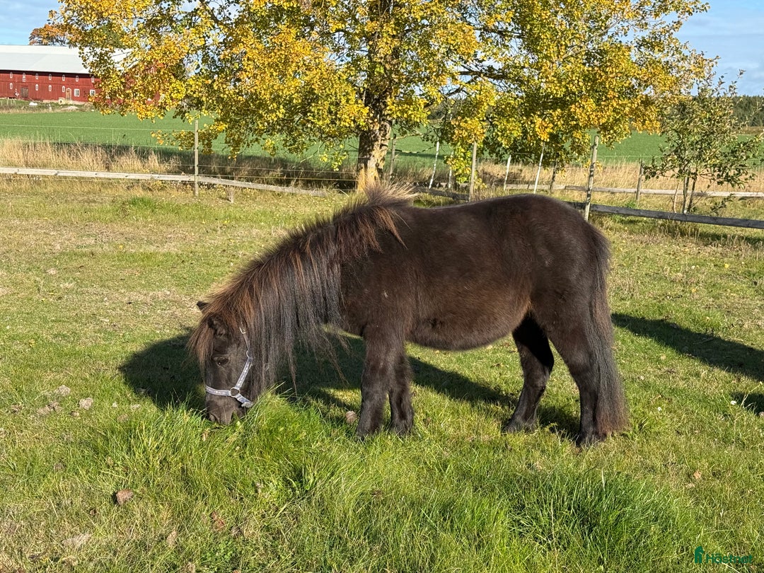 Sällskap hästar till salu: Shetlandsponny Ston i Nyköping - Annons 5