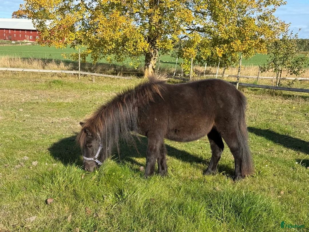 Sällskap hästar till salu: Shetlandsponny Ston i Nyköping - Annons 5