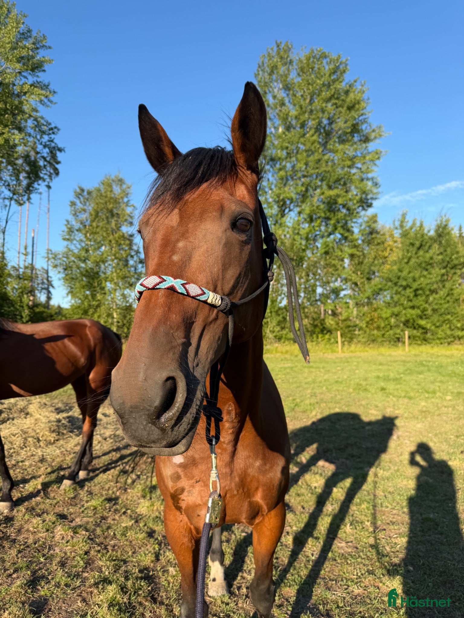  hästar Gloria vill bli ridhäst - Annons 1