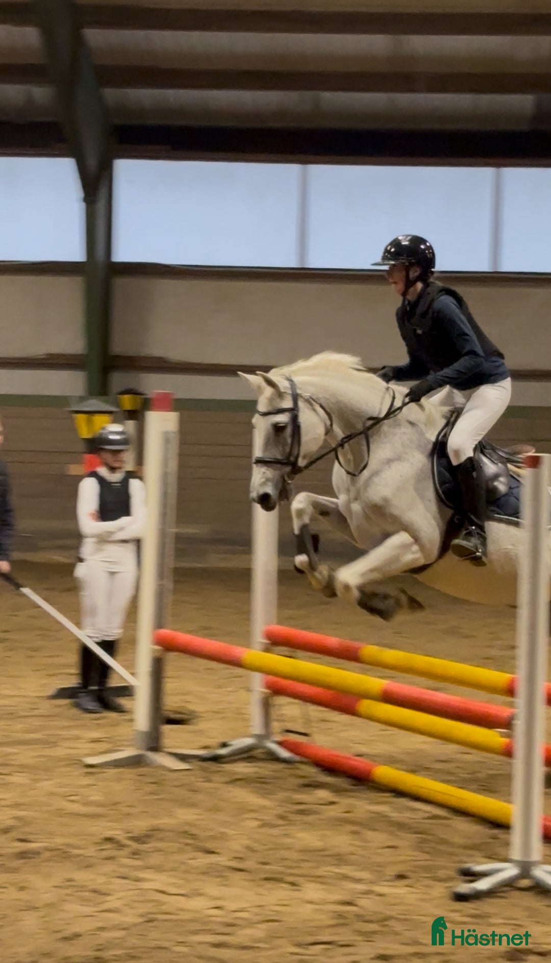  foderhäst sökes: Foderhäst för eventuellt senare köp i Gävle - Annons 1