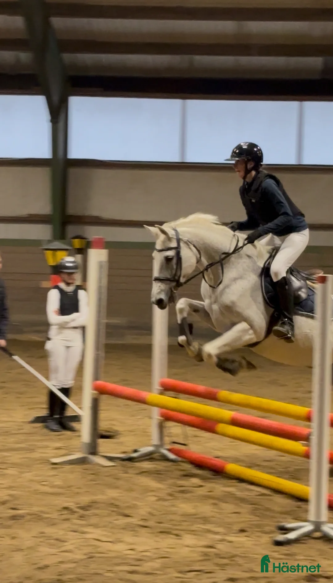  foderhäst sökes: Foderhäst för eventuellt senare köp i Gävle - Annons 1