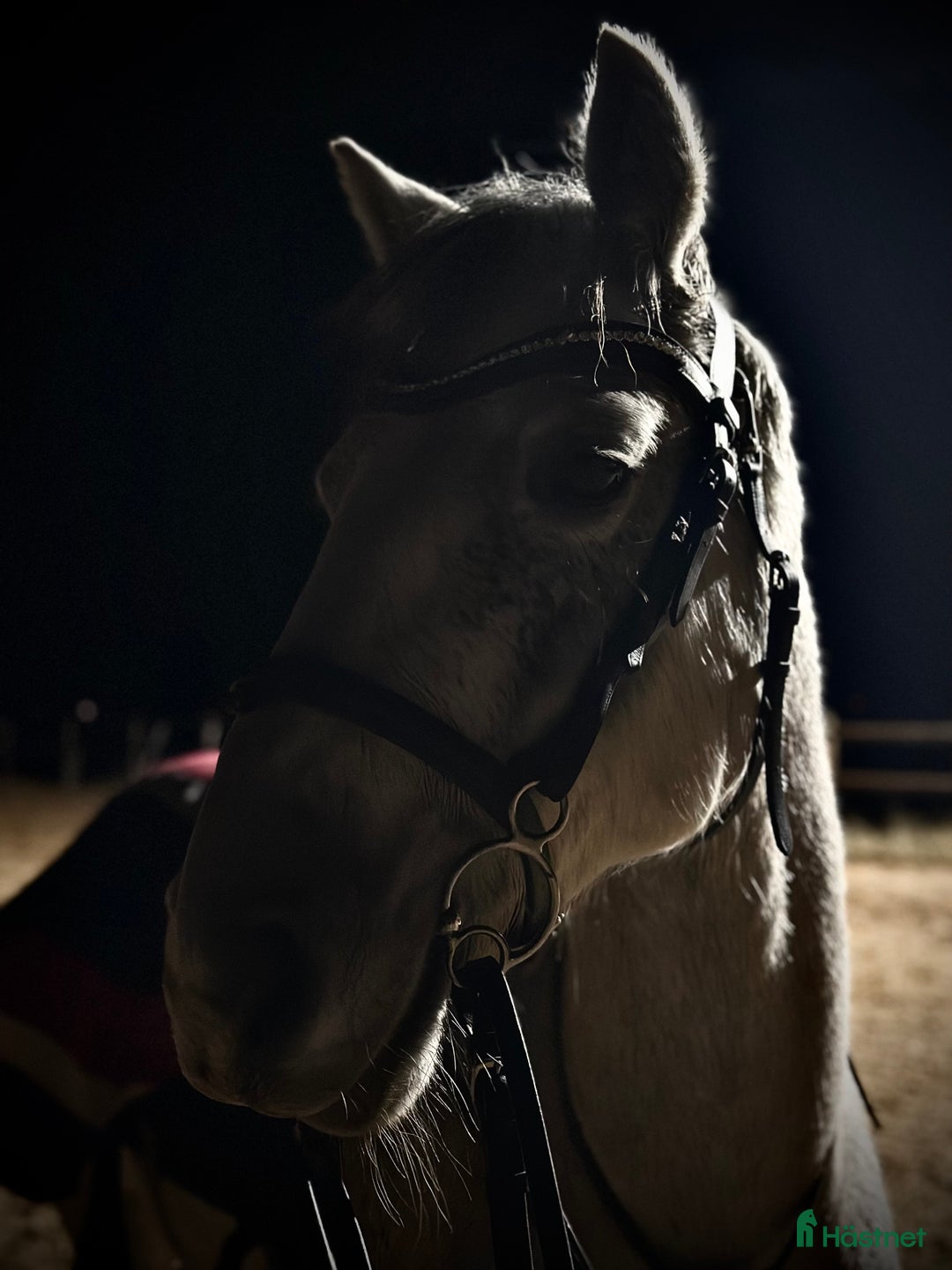 Allround hästar till salu: Charmig valack - en framtida 🌟 i Brunflo - Annons 5