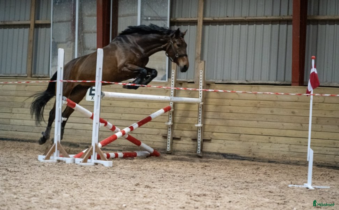 Dressyr hästar till salu: Charmig och arbetsvillig dressyrhäst i Kokkedal - Annons 4