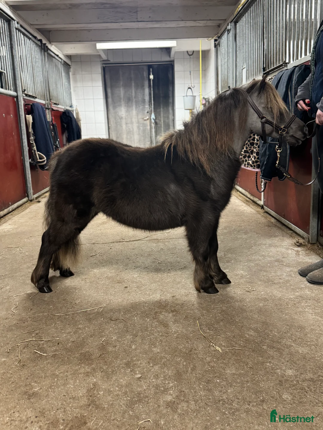 Övrigt hästar till salu: Två magiska AMHA 🦄 i Björklinge - Annons 6