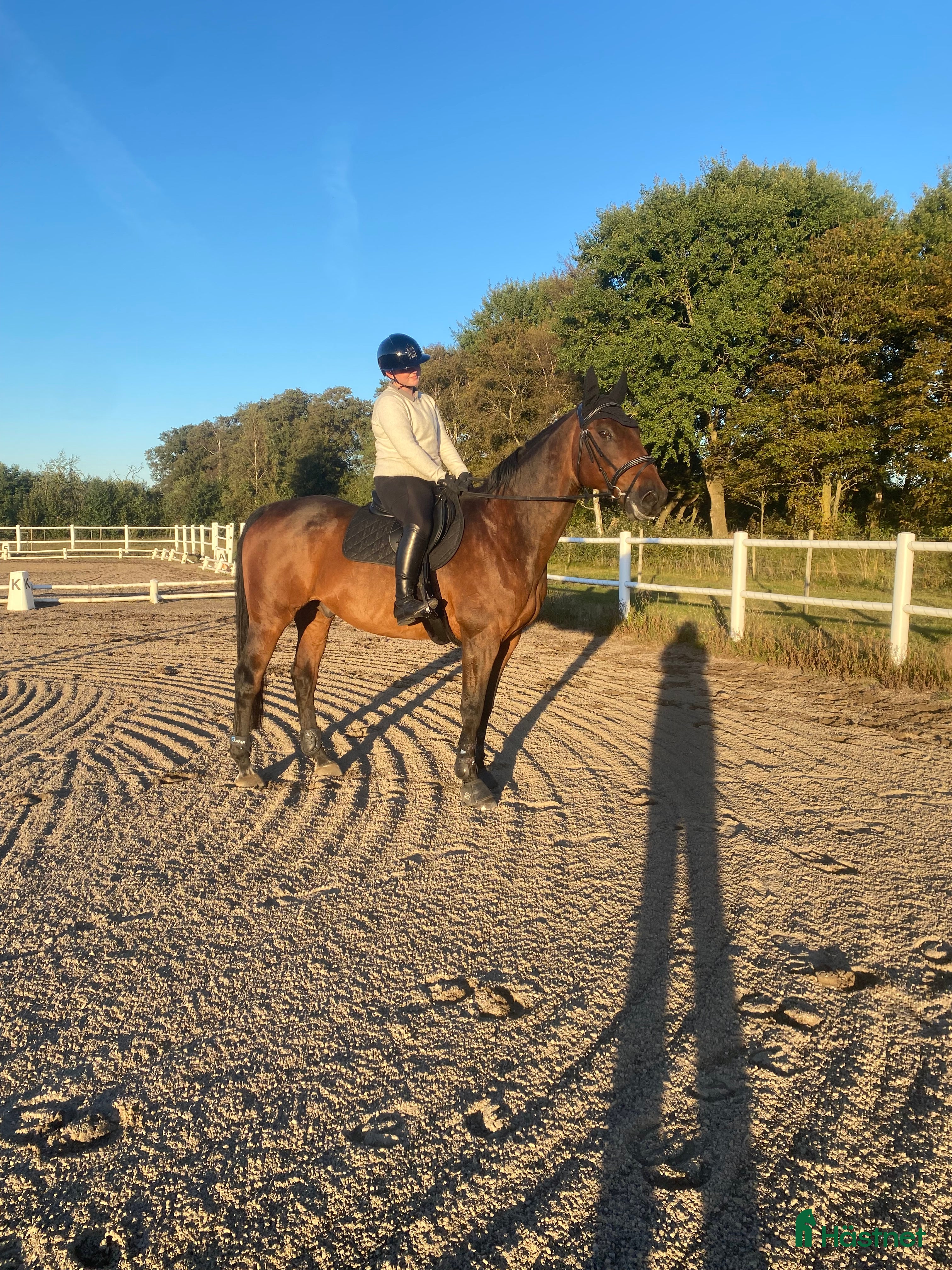  hästar Trygg och stabil läromästare - Annons 1