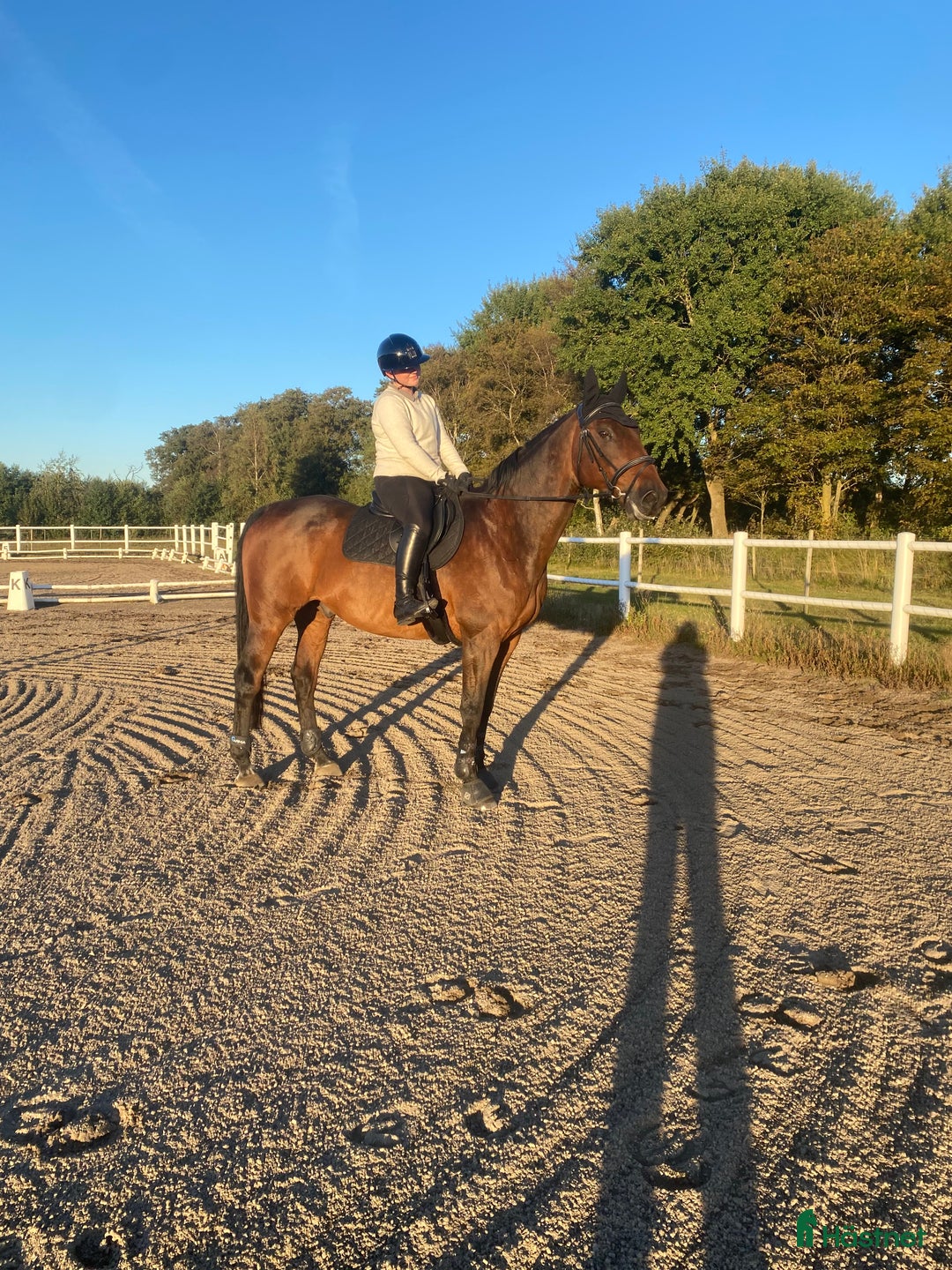 Hoppning hästar sökes: Trygg och stabil läromästare - Annons 1