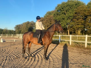 hästar Trygg och stabil läromästare i Laholm - Annons 4