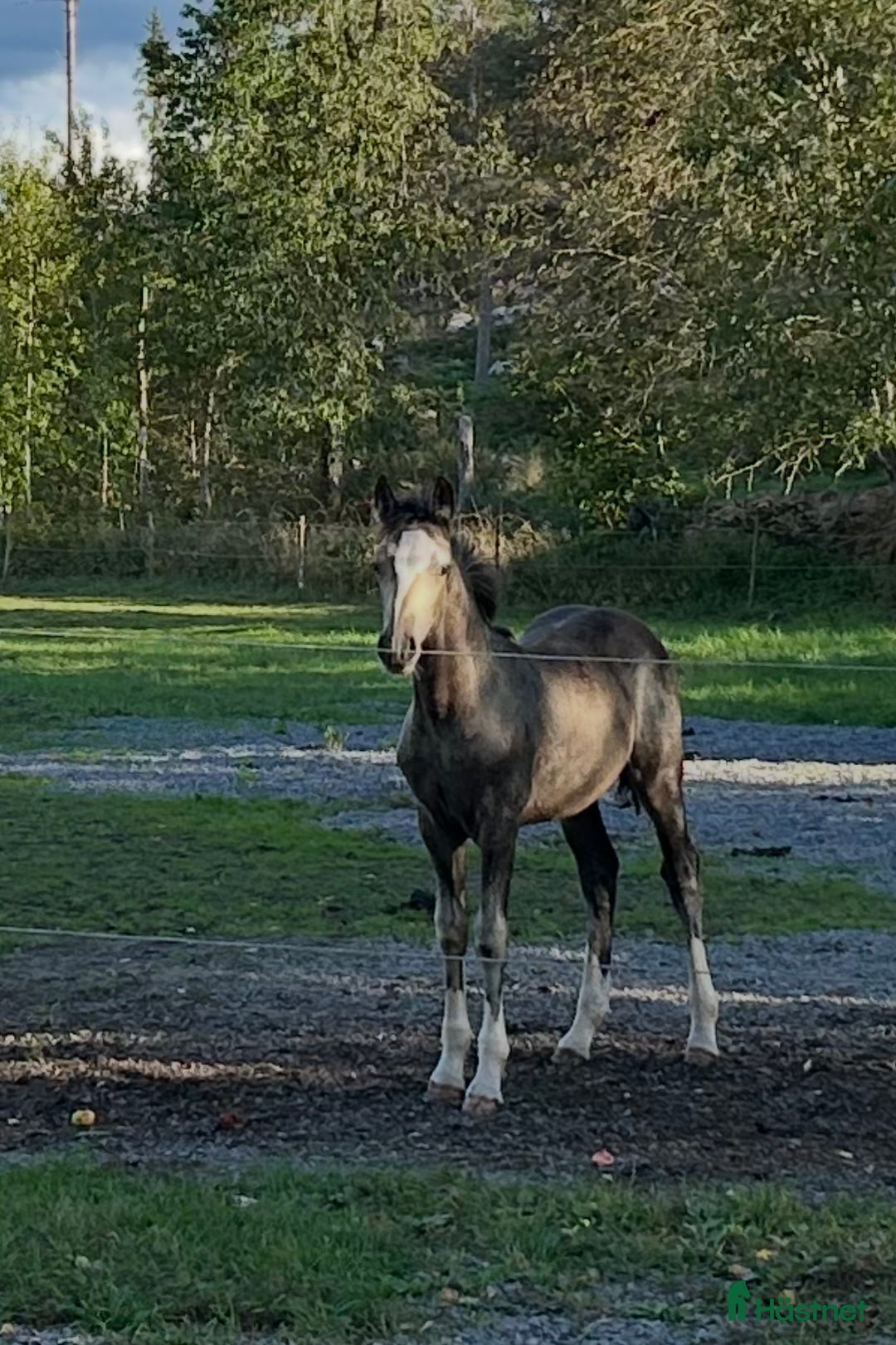 Allround hästar till salu: ⭐️ En lyxig Welsh Cob ⭐️ i Åtvidaberg - Annons 3