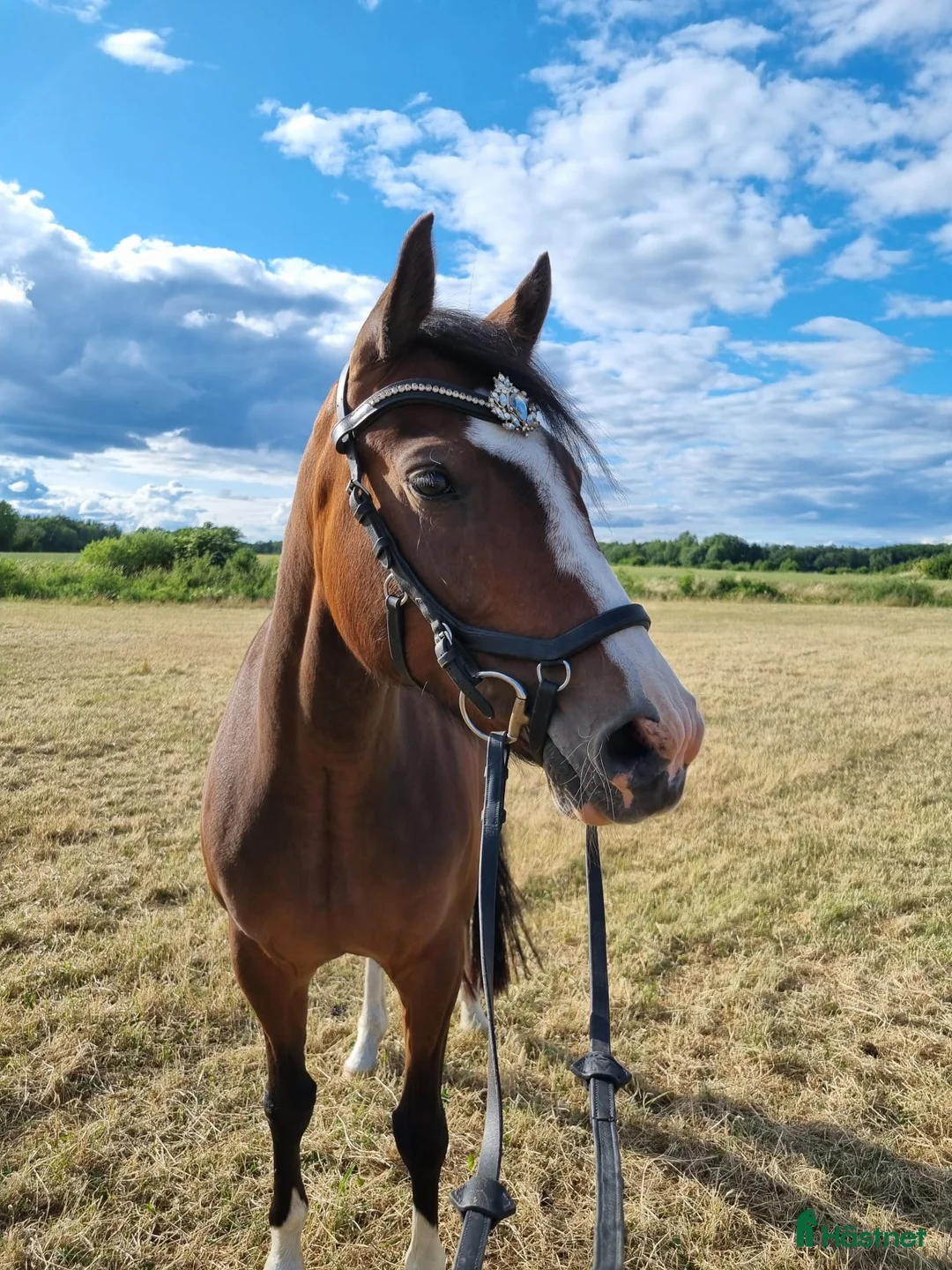 Allround hästar till salu: Avelsto/hobby ponny - Annons 1