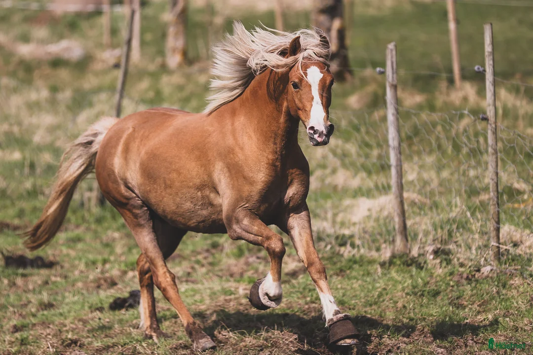 Allround hästar till salu: Lovande ponny för hoppning/dressyr!  - Annons 2