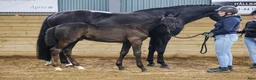 Dressyr hästar till salu: *** Avelsto med Lövsta star hingstföl vid sidan  i Hammar - Annons 4
