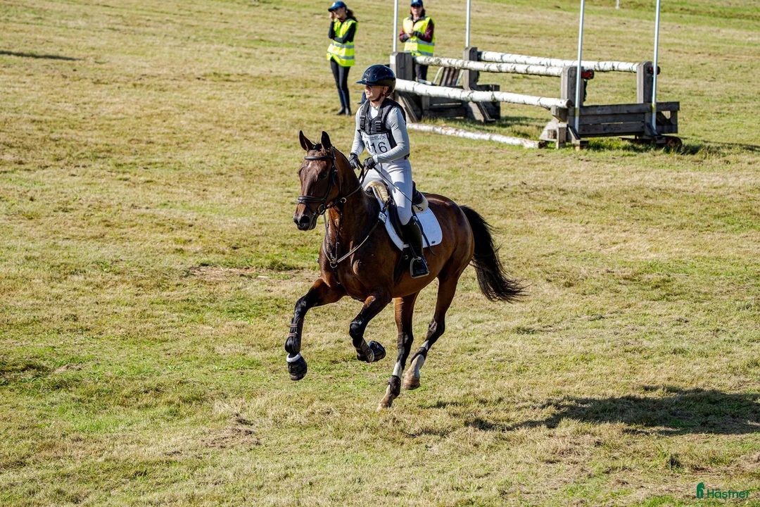 Hoppning hästar till salu: Framtidens sporthäst, vilken gren du än väljer! 🌟 - Annons 3