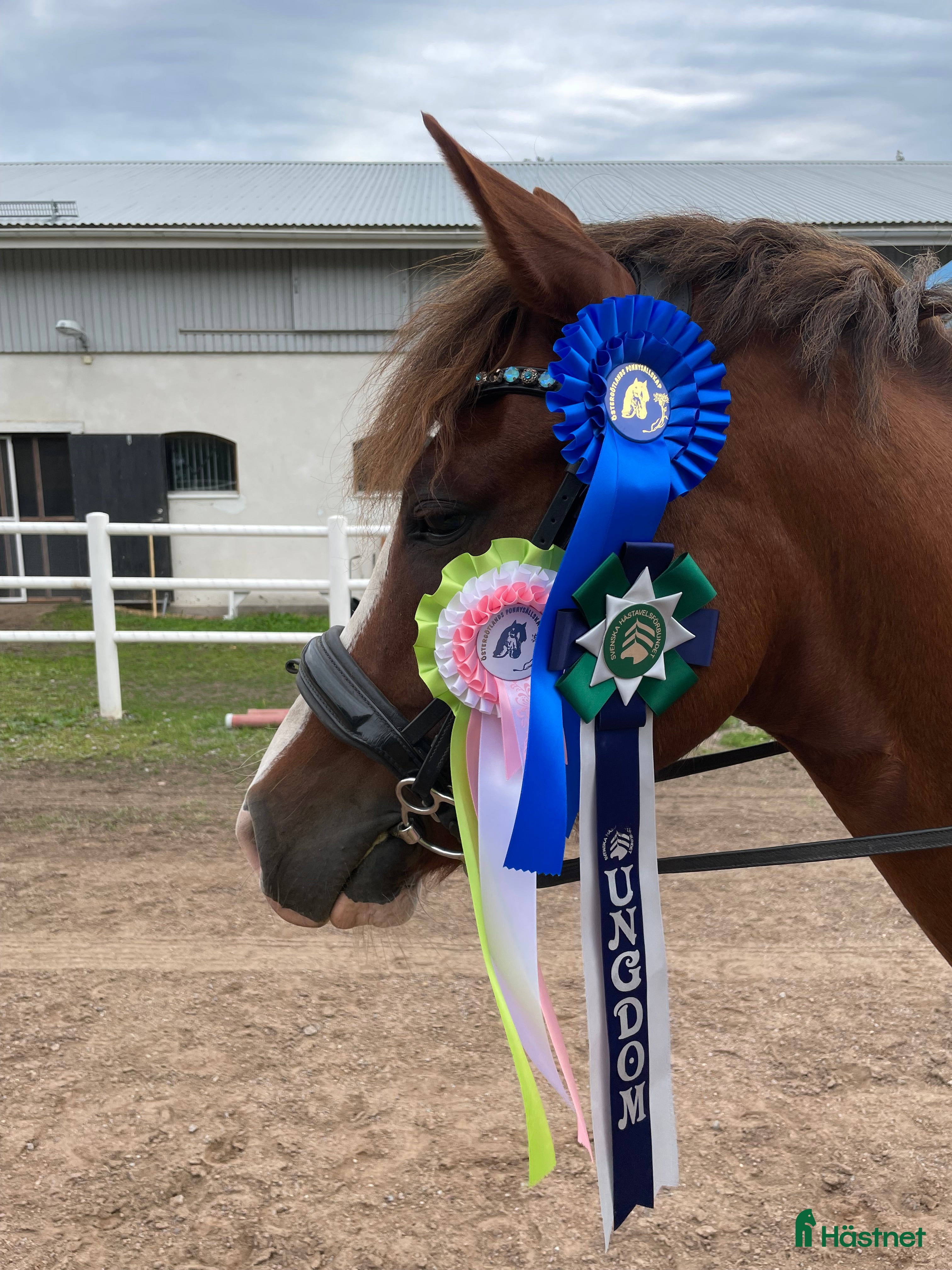 hästar  Superhäftig och vacker C-ponny - Annons 2