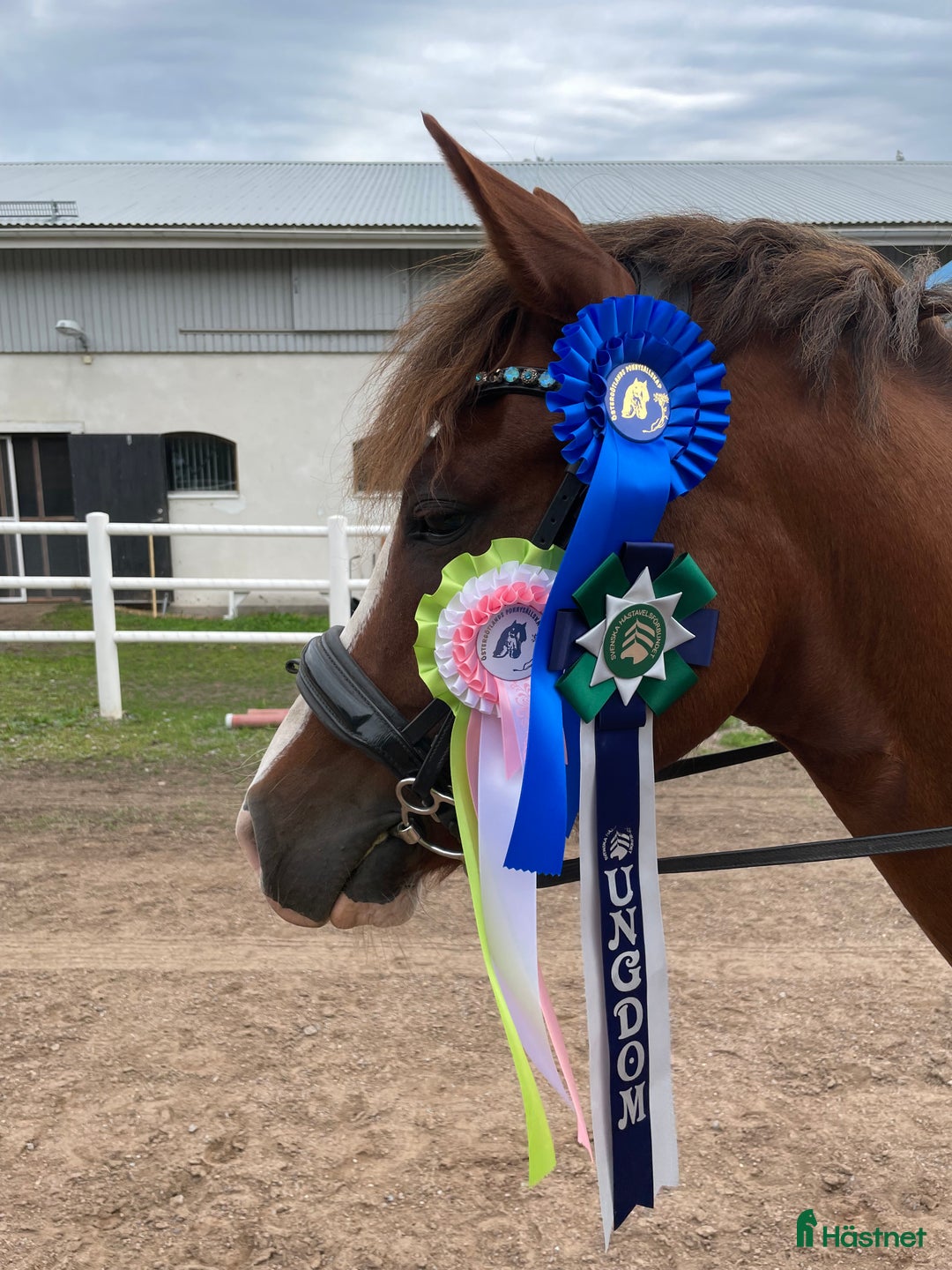 Allround hästar till salu:  Superhäftig och vacker C-ponny i Linköping - Annons 1
