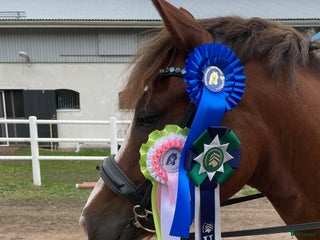 hästar Superhäftig och vacker C-ponny i Linköping - Annons 7