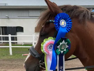hästar Superhäftig och vacker C-ponny - Annons 2