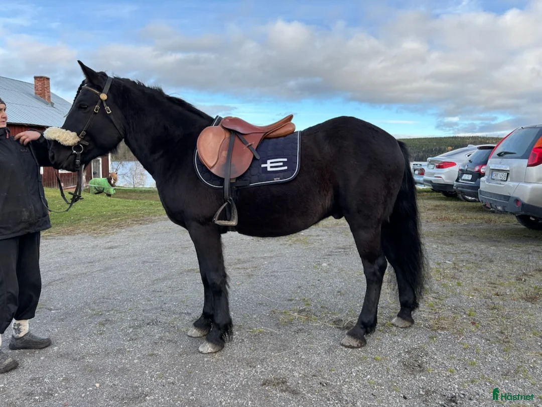 Allround hästar till salu: D-PONNYVAL. - Annons 2