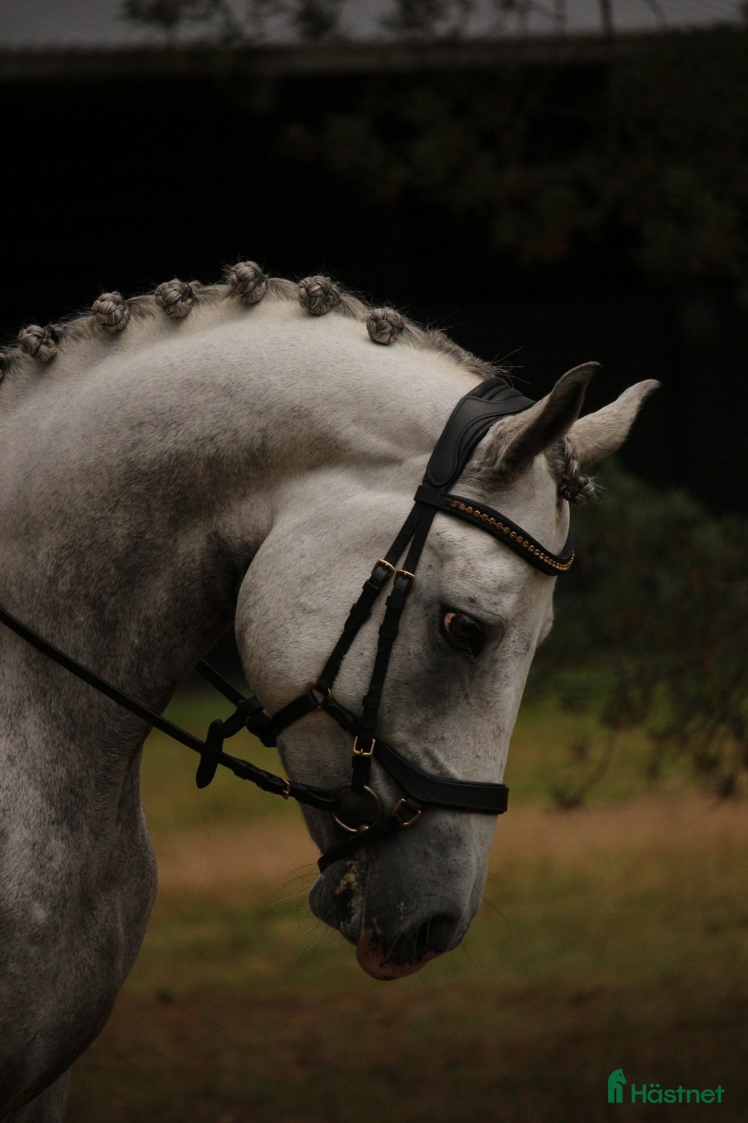 Hoppning hästar till salu: Kvalitets D ponny oavsett disciplin! i Onslunda - Annons 2