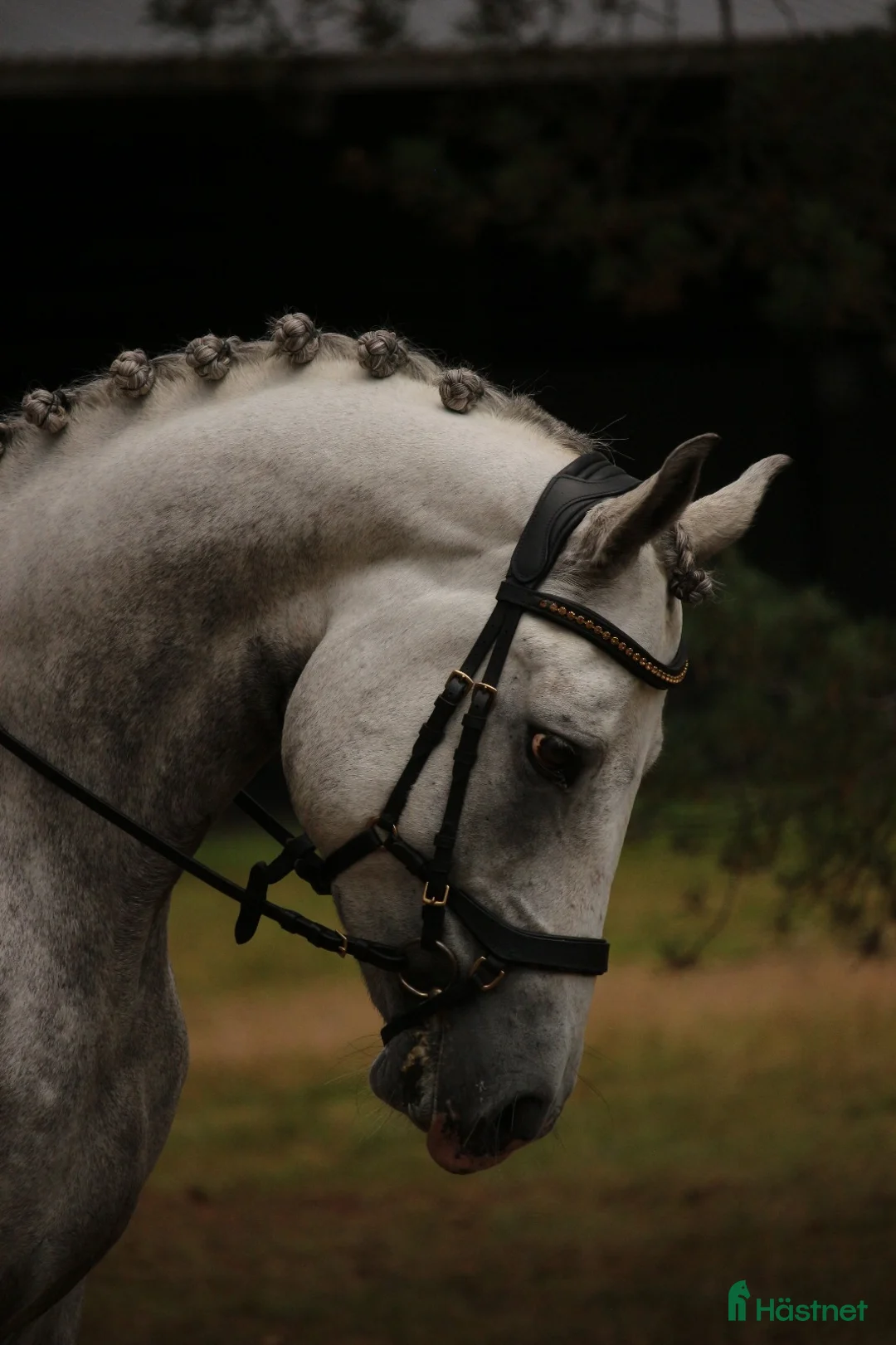 Hoppning hästar till salu: Kvalitets D ponny oavsett disciplin! i Onslunda - Annons 2