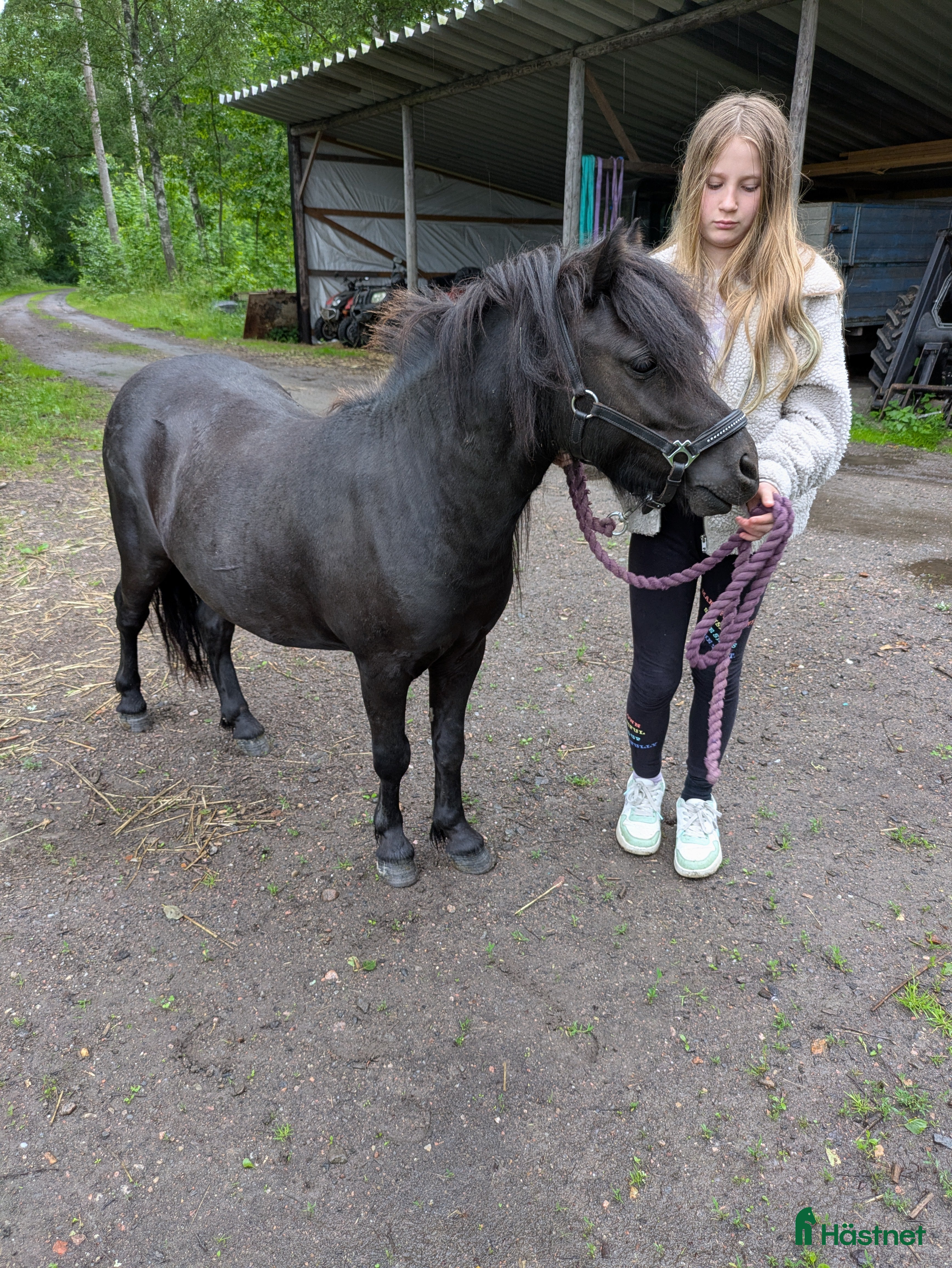  hästar Wilde, valack 3 år i Katrineholm - Annons 5