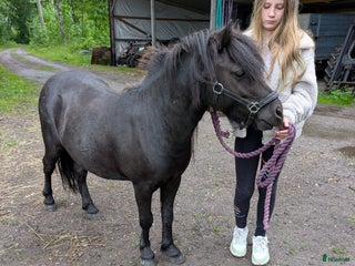 hästar Wilde, valack 3 år i Katrineholm - Annons 4