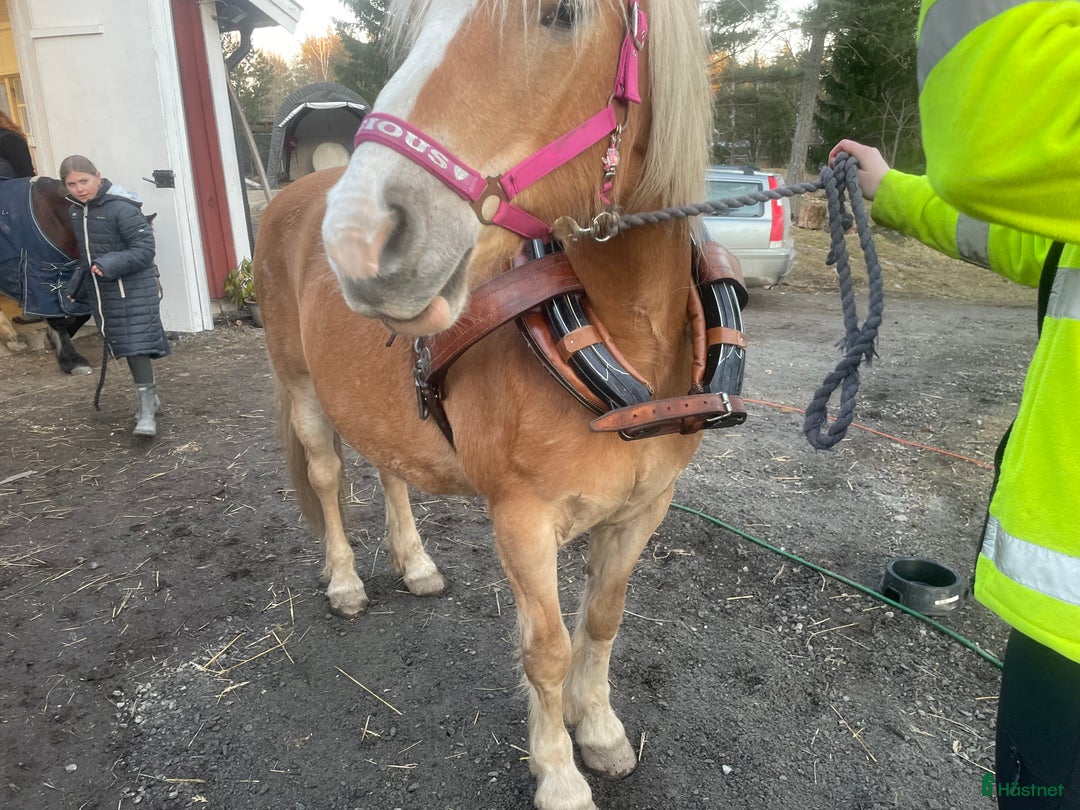 Körselar körning till salu: Loksele i Riala - Annons 4