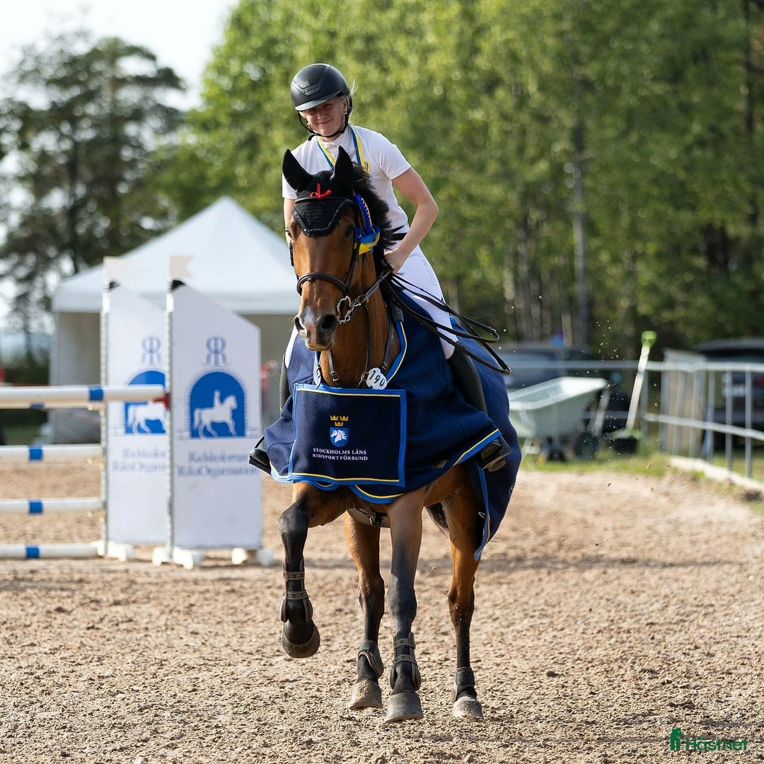 Hoppning hästar till salu: Svår häst med fint hjärta ♥️  i Ösmo - Annons 1